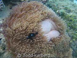 Have you ever had an anemone grow lips and smile at you? by Todd Karberg 